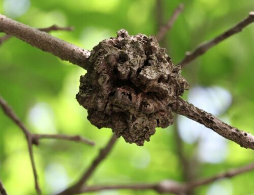 A Minute with Nature: Insect Galls